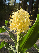 Hedychium gardnerianum