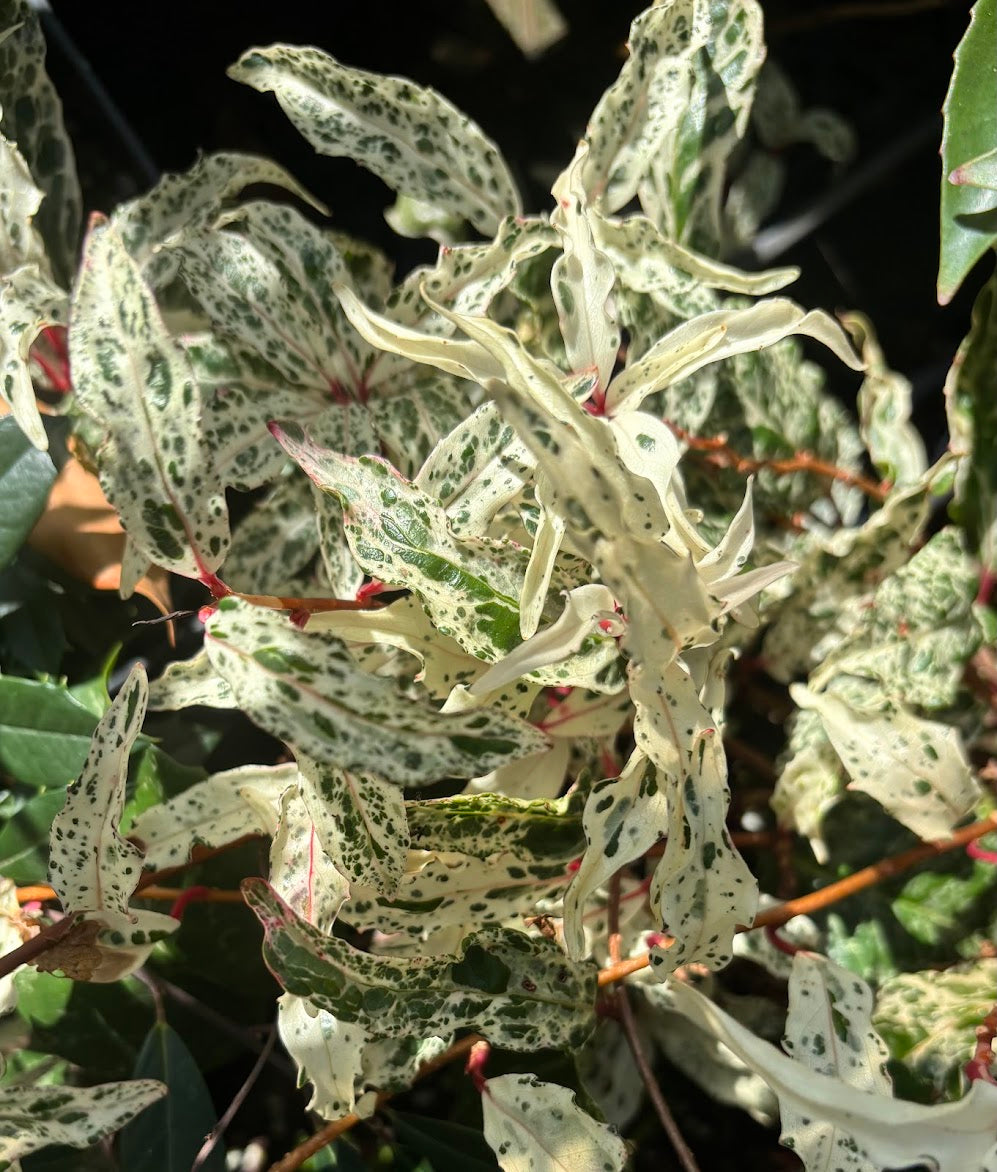 Kadsura japonica 'Beni Fubuki'