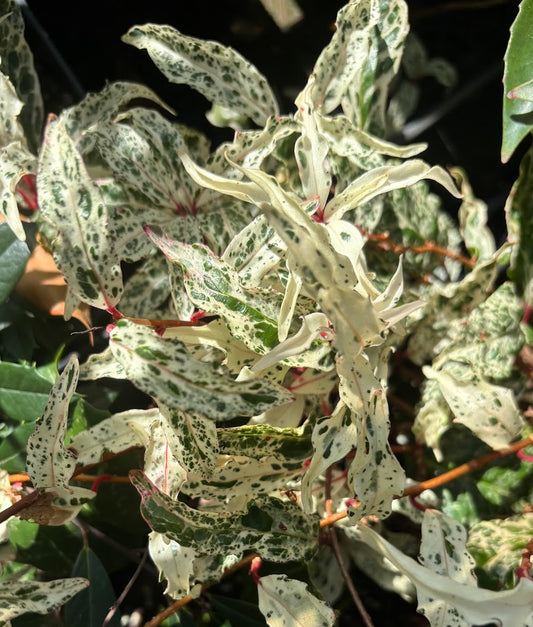 Kadsura japonica 'Beni Fubuki'