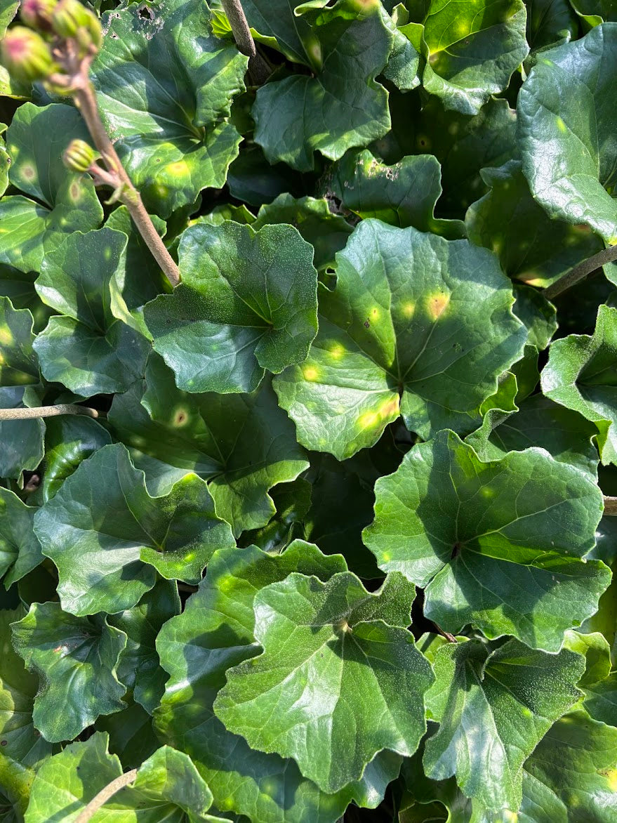 Farfugiium japonicum 'Aureomaculatum'