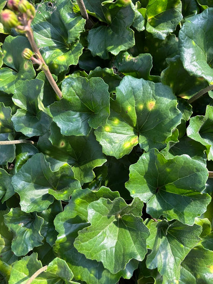 Farfugium japonicum 'Aureomaculatum'
