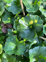 Farfugium japonicum 'Aureomaculatum'