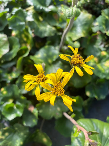 Farfugium japonicum 'Aureomaculatum'