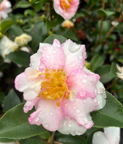Camellia x 'Night Glow' EXCLUSIVE NEW GARDEN TREASURES RELEASE!  RARE!!!