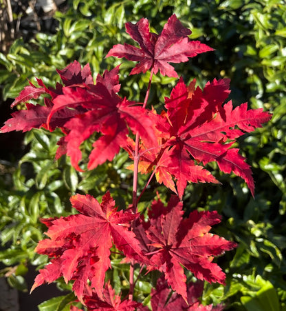 Acer japonicum 'Frigging Breathtaking'  EXCLUSIVE NEW RELEASE!  RARE!!!