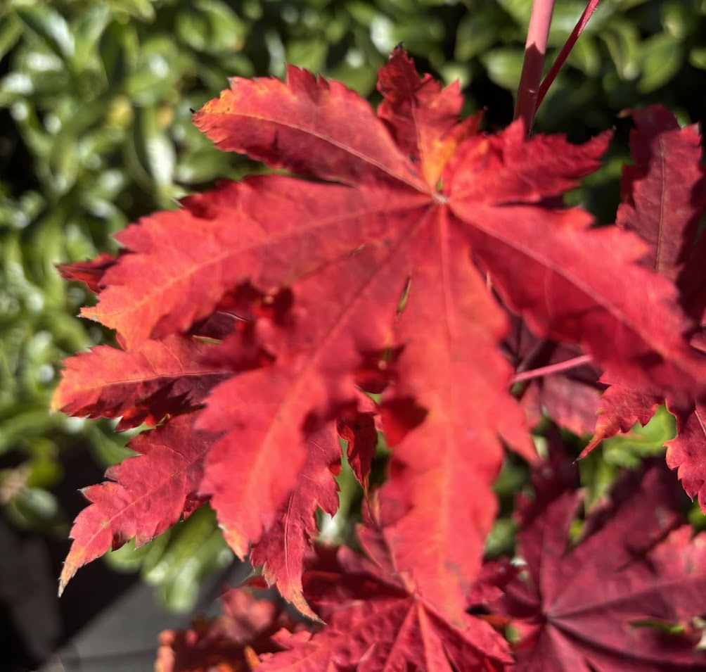 Acer japonicum 'Frigging Breathtaking'  EXCLUSIVE NEW RELEASE!  RARE!!!