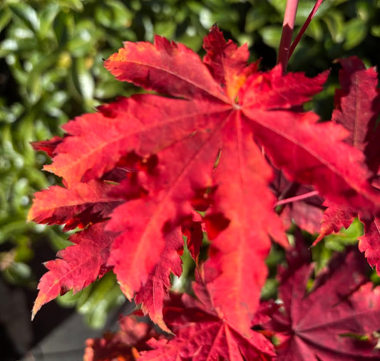 Acer japonicum 'Frigging Breathtaking'  EXCLUSIVE NEW RELEASE!  RARE!!!