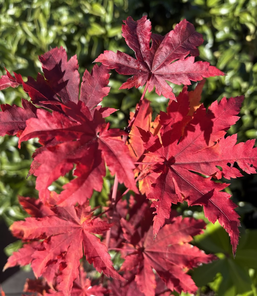 Acer japonicum 'Frigging Breathtaking'  EXCLUSIVE NEW RELEASE!  RARE!!!