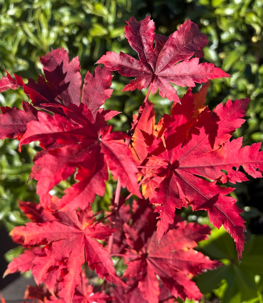 Acer japonicum 'Frigging Breathtaking'  EXCLUSIVE NEW RELEASE!  RARE!!!