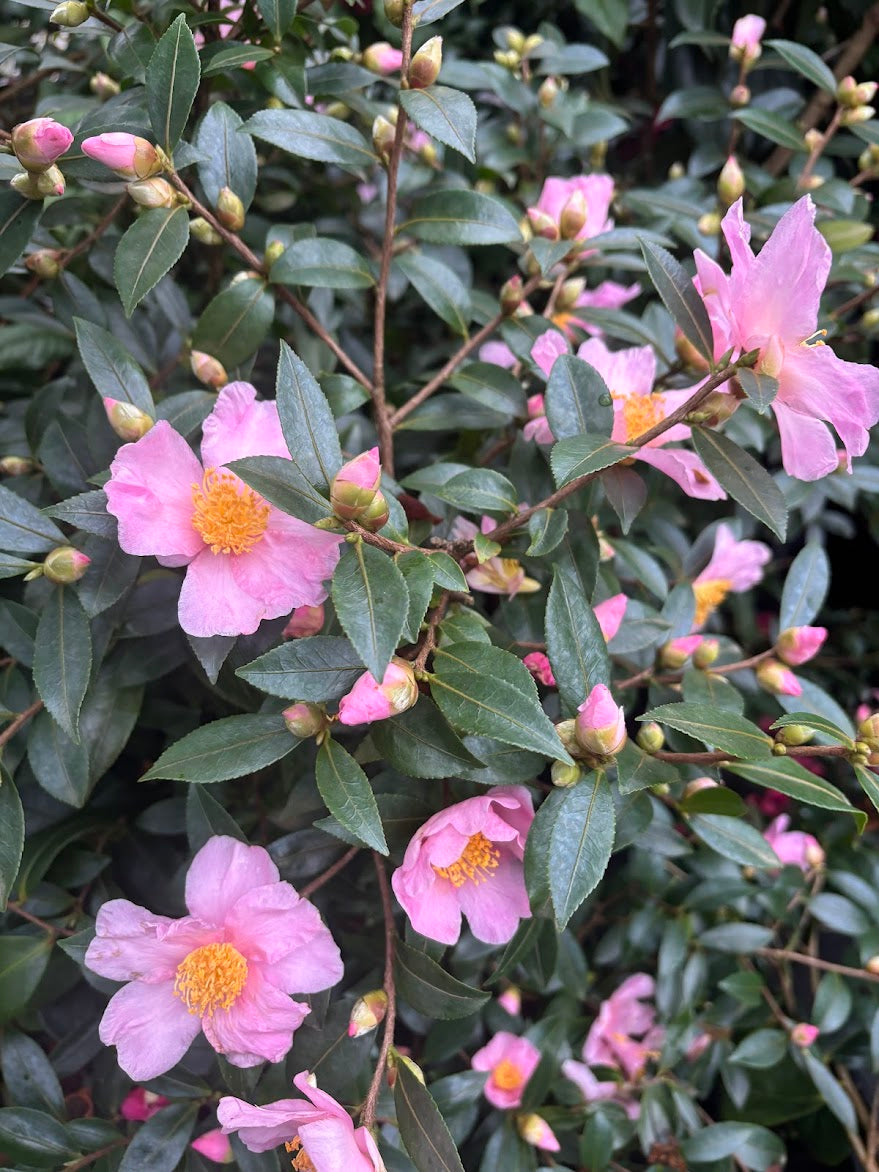 Camellia sasanqua 'Pink Pixie'  RARE!  NEW GARDEN TREASURES EXCLUSIVE INTRODUCTION