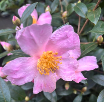 Camellia sasanqua 'Pink Pixie'  RARE!  NEW GARDEN TREASURES EXCLUSIVE INTRODUCTION