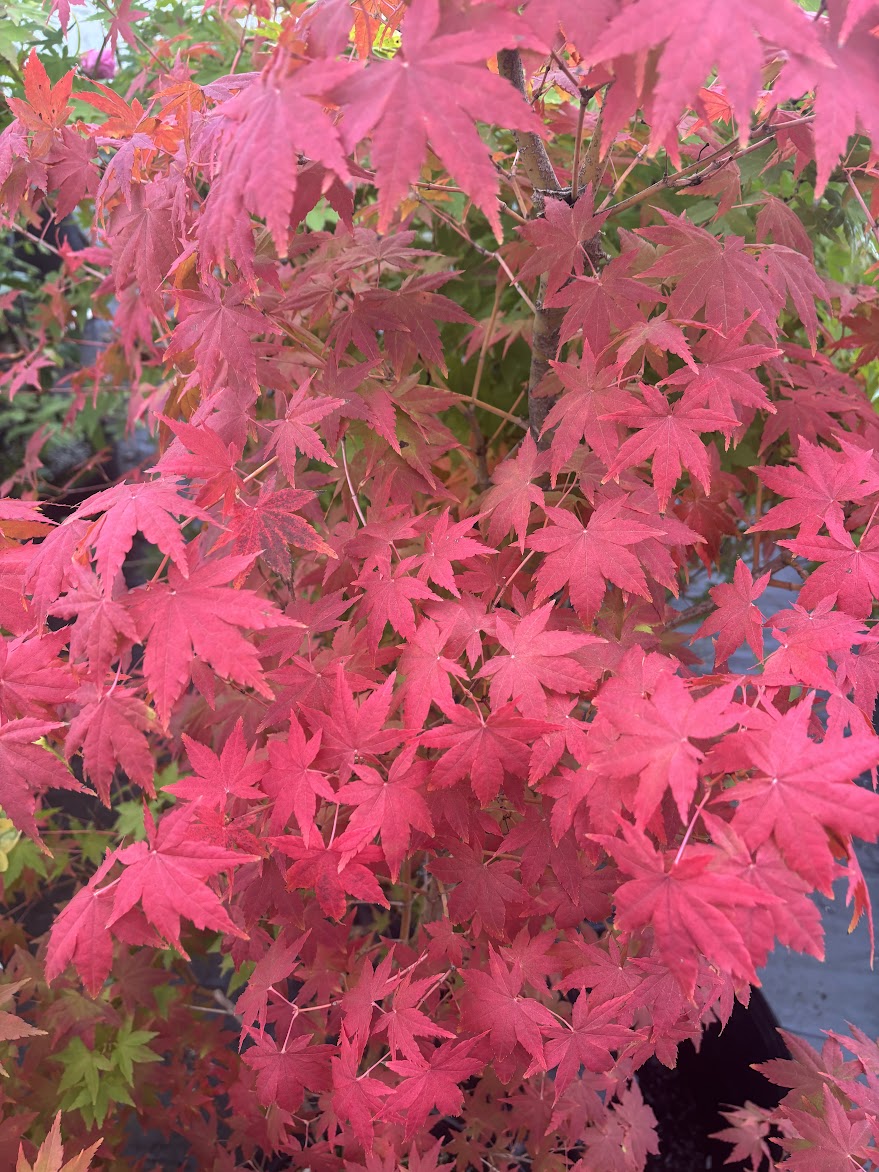 Acer palmatum 'Sunburst' EXCLUSIVE GARDEN TREASURES NEW RELEASE - RARE!!!