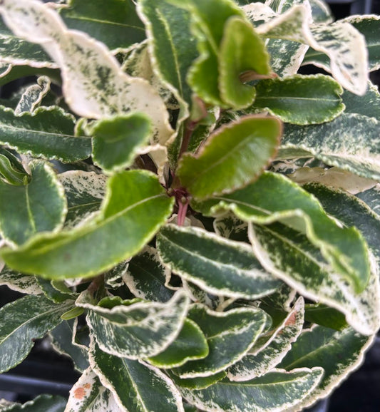 Ardisia crenata "White Margined"