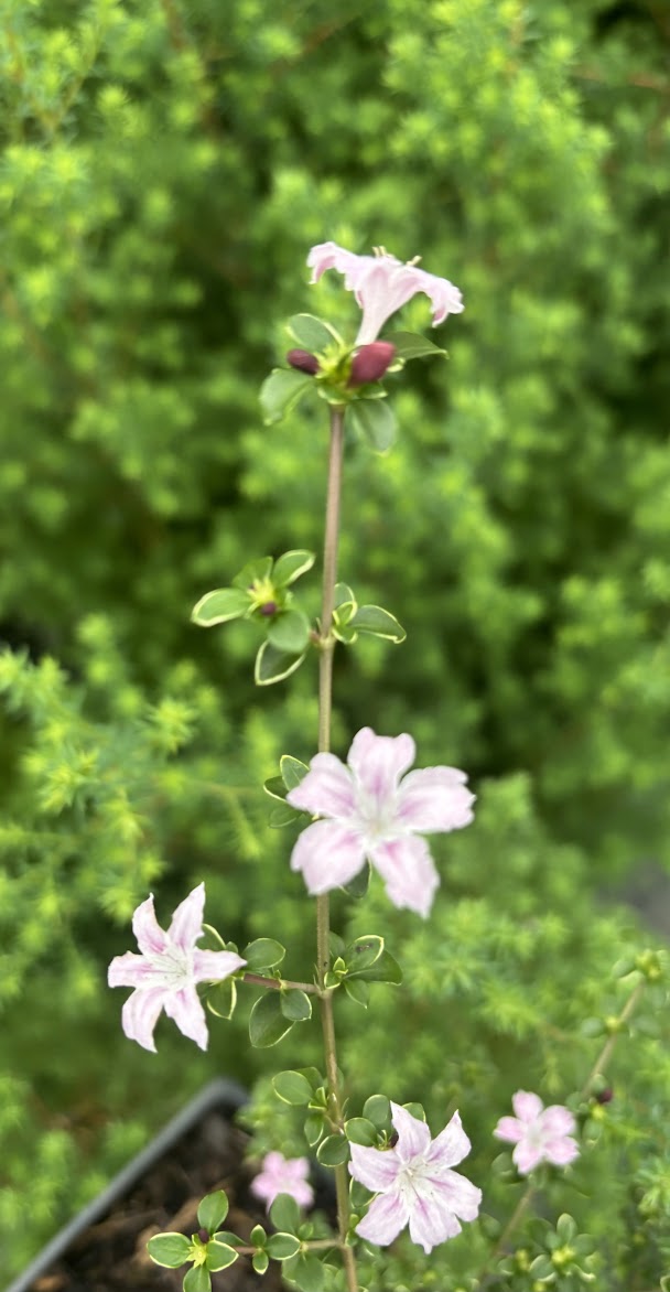 Serissa japonica 'Cherry Blossom'