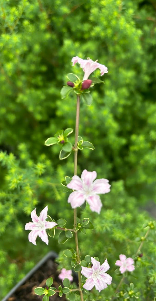 Serissa japonica 'Cherry Blossom'