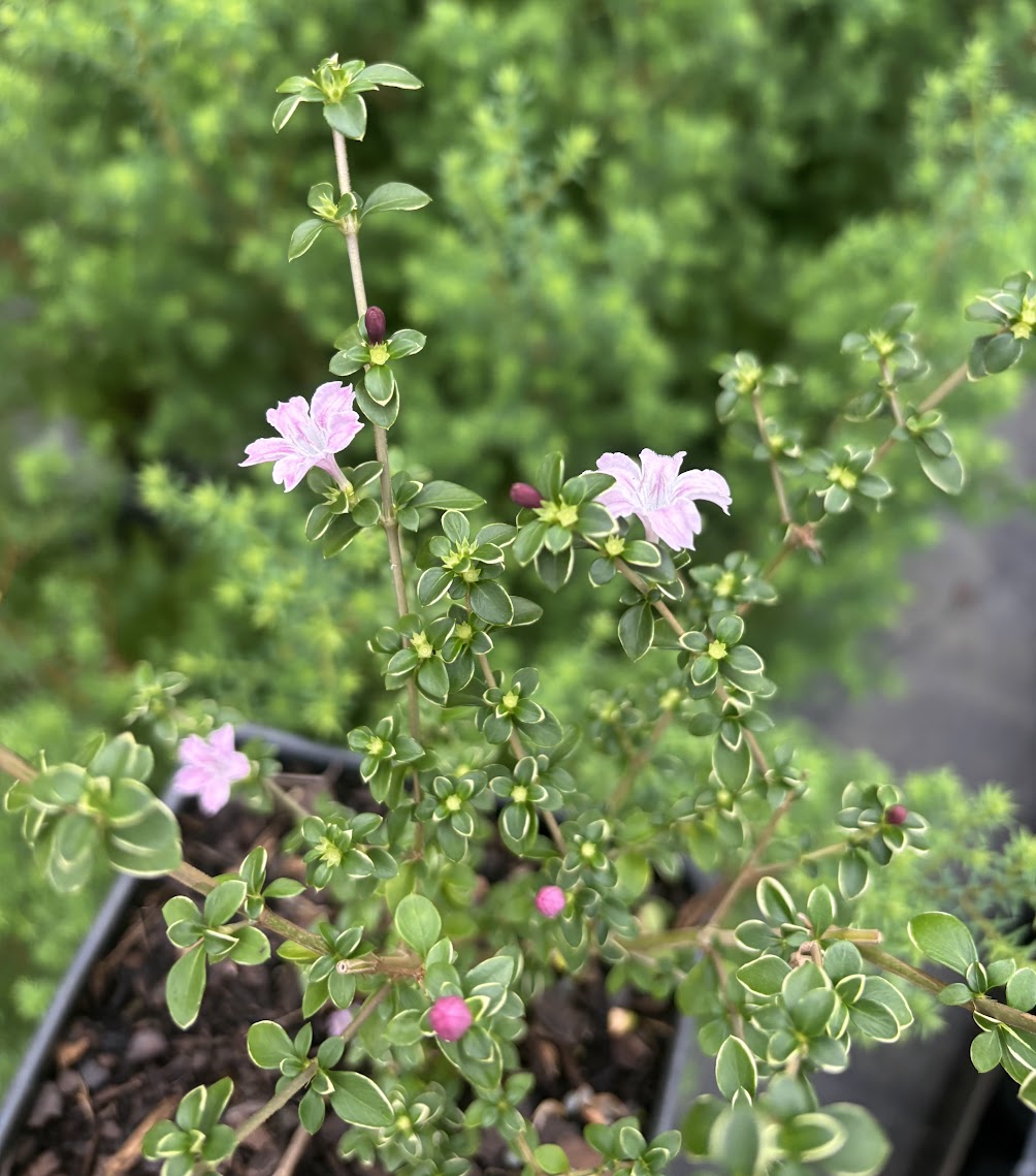 Serissa japonica 'Cherry Blossom'