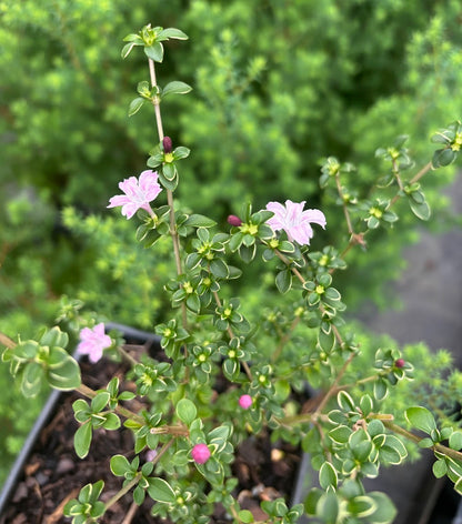 Serissa japonica 'Cherry Blossom'