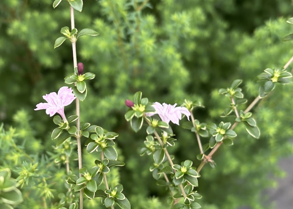Serissa japonica 'Cherry Blossom'