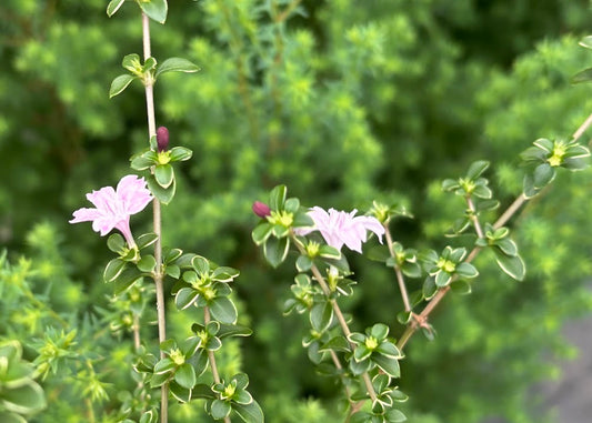 Serissa japonica 'Cherry Blossom'