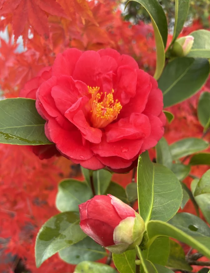 Camellia 6T-2