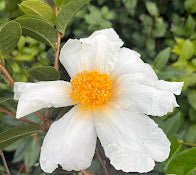 Camellia granthamiana RARE