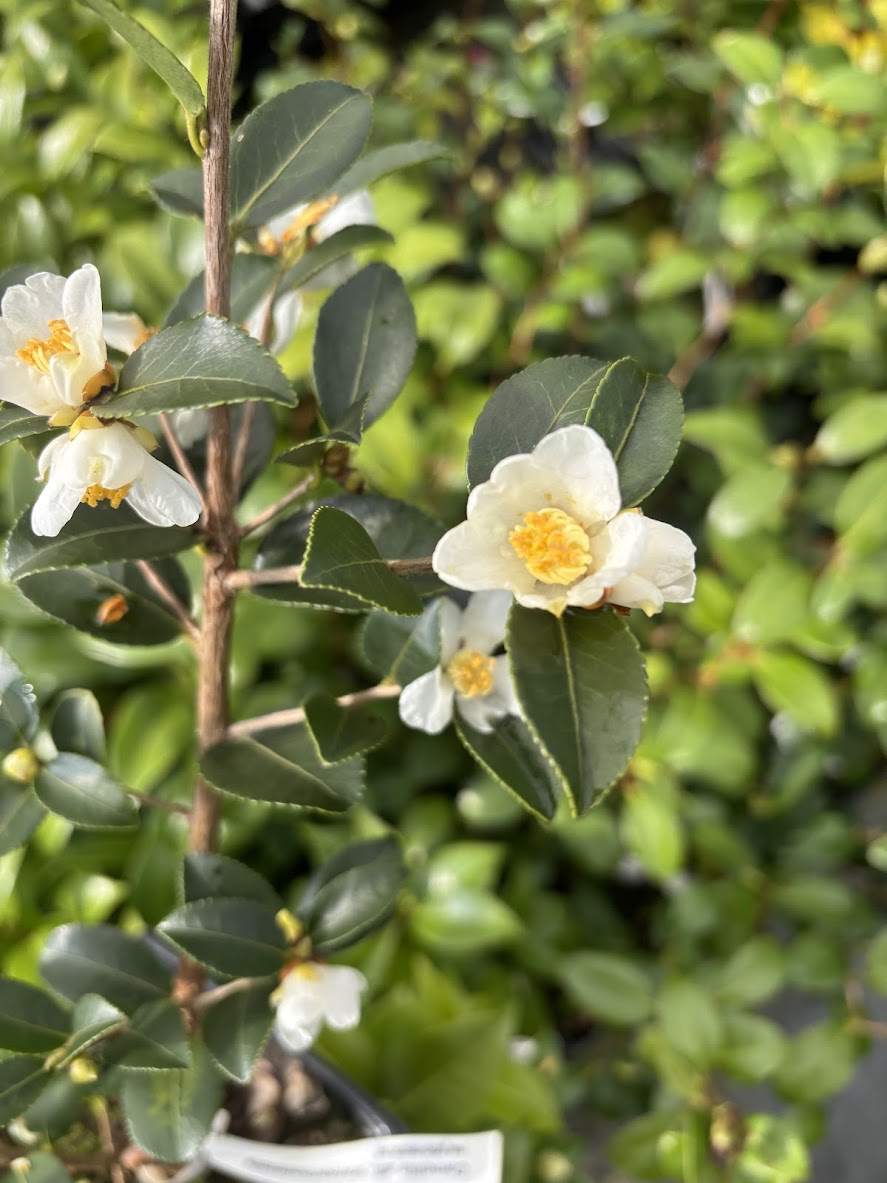 Camellia aff. transarisanensis – Garden Treasures Nursery