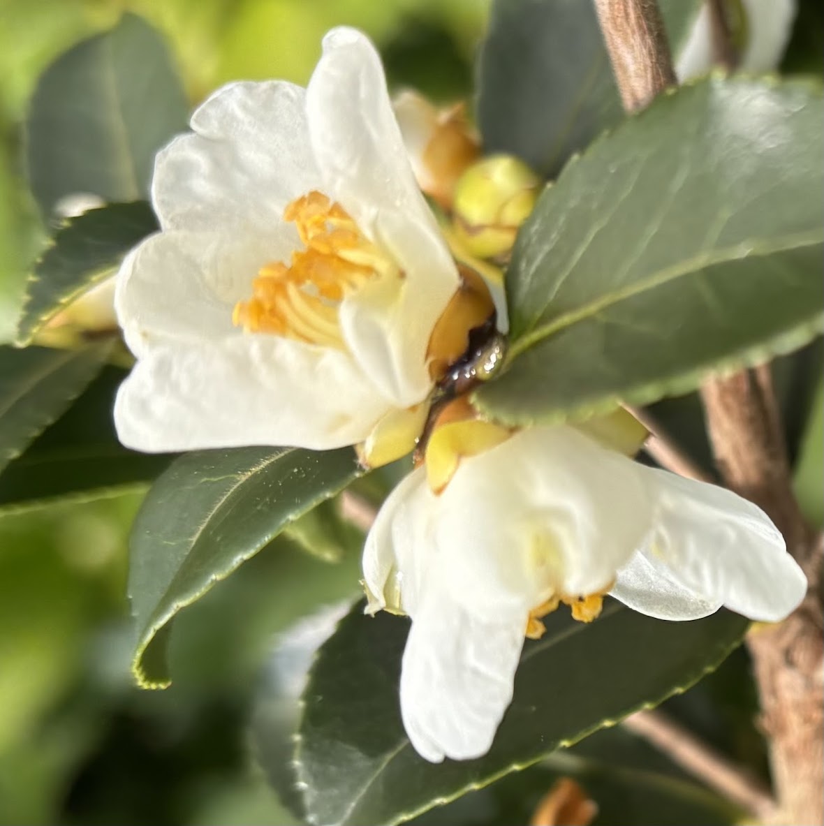 Camellia aff. transarisanensis