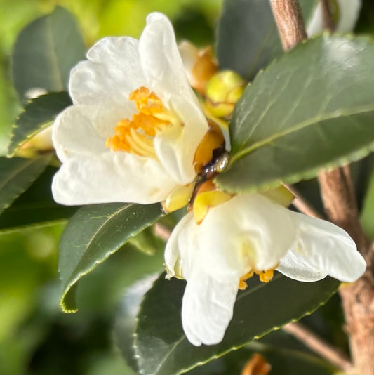 Camellia aff. transarisanensis