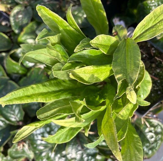 Ardisia crispa 'Kokkou Duruma' RARE