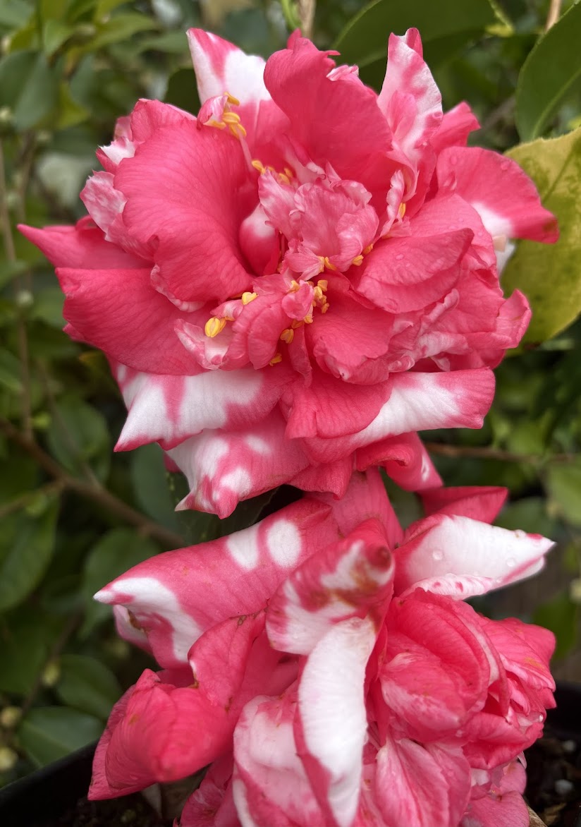 Camellia japonica 'Diakagura Variegated'