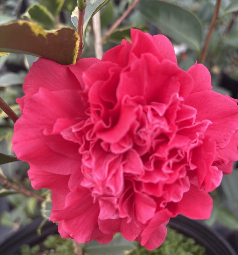 Camellia 'Harbor Party'