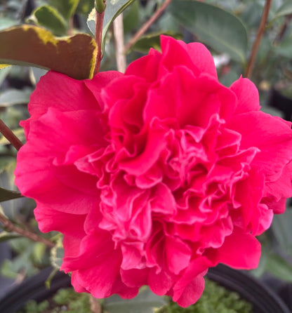 Camellia 'Harbor Party'