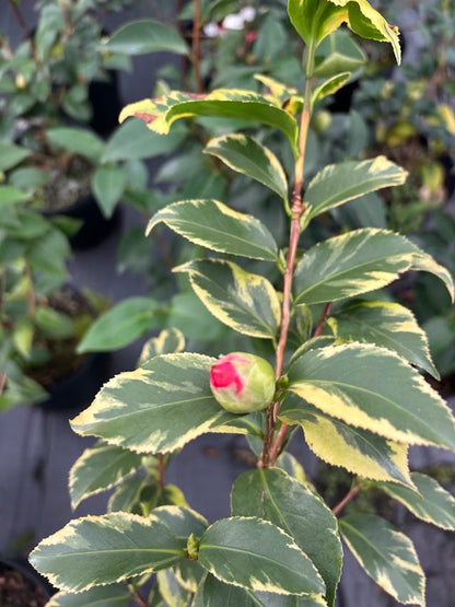 Camellia 'Harbor Party'