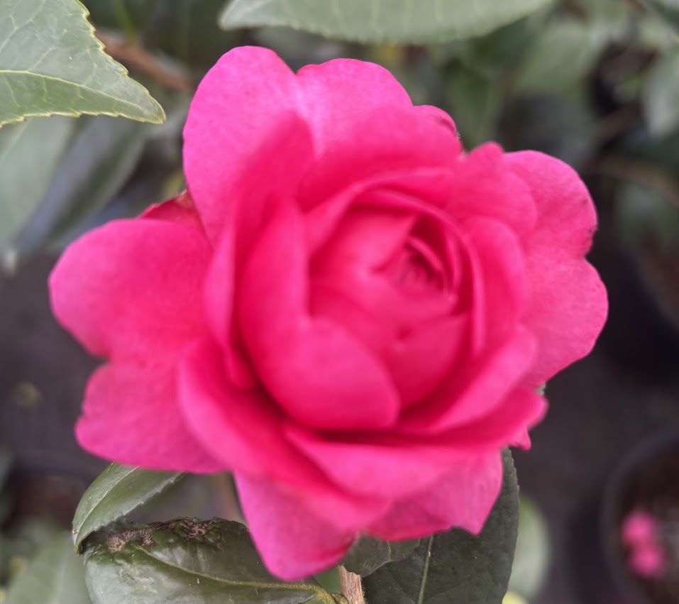 Camellia x 'Antique Rose'