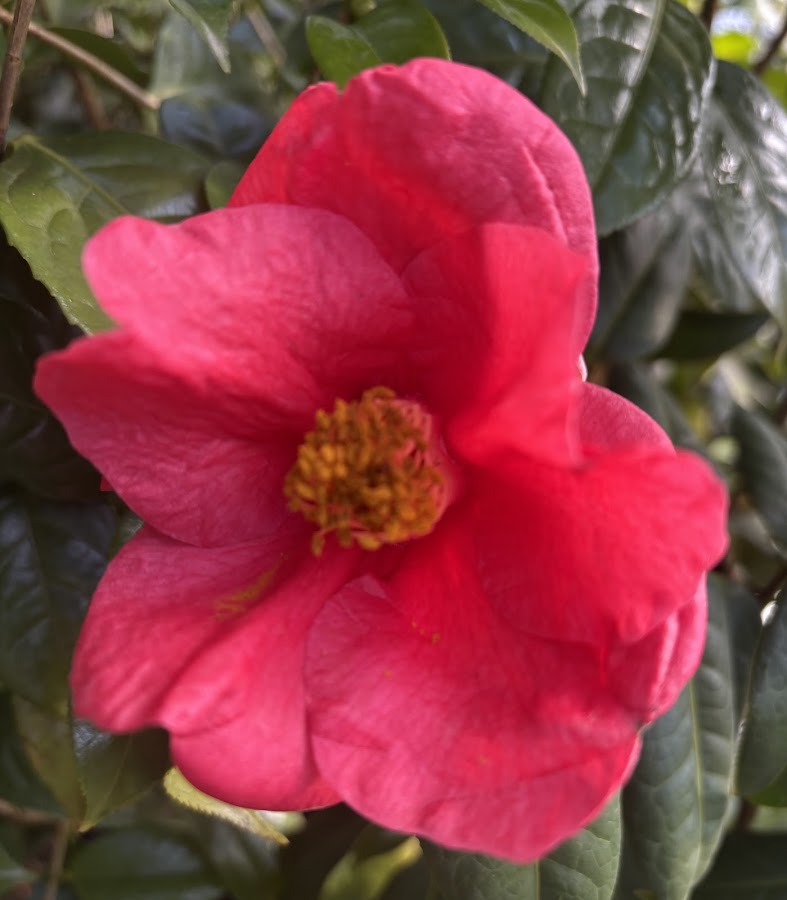 Camellia mairei RARE