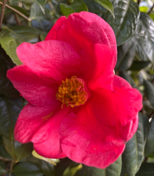 Camellia mairei RARE