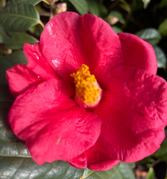 Camellia mairei RARE