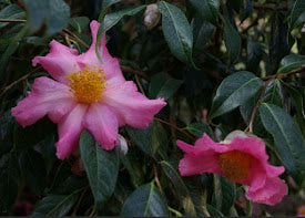 Camellia x 'Pink Granthamiana'