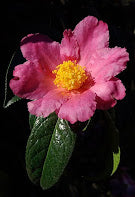 Camellia x 'Pink Granthamiana'