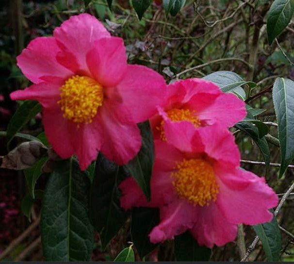 Camellia x 'Pink Granthamiana'