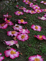 Camellia x 'Pink Granthamiana'