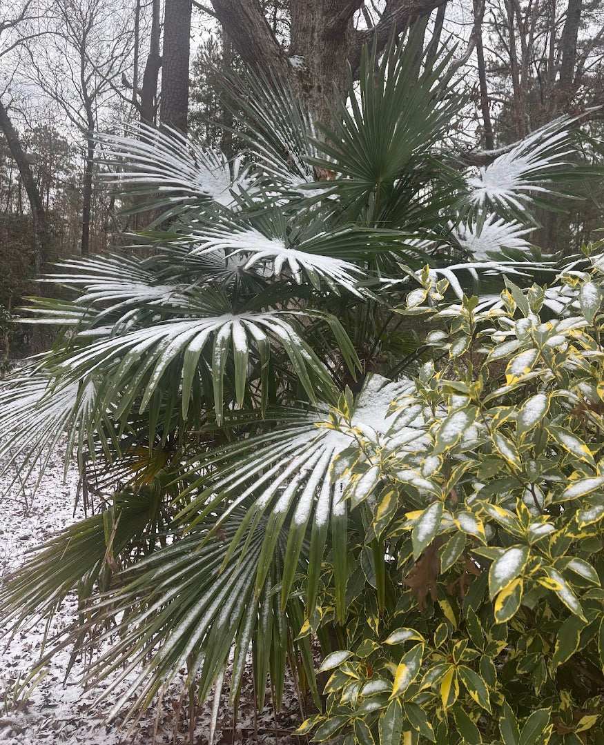 Trachycarpus fortunei "Taylor's"