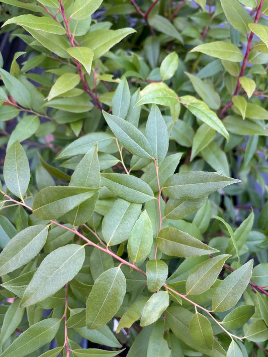 Agarista populifolia