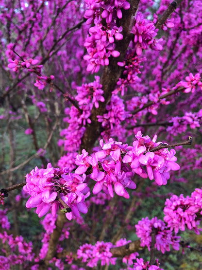 Cercis glabra 'Celestial Plum' Redbud Tree