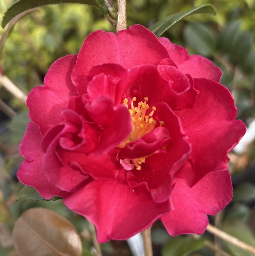Camellia sasanqua 'Radiant Red' EXLUSIVE NEW GARDEN TREASURES RELEASE!  RARE!!!