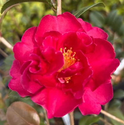 Camellia sasanqua 'Radiant Red' EXLUSIVE NEW GARDEN TREASURES RELEASE!  RARE!!!