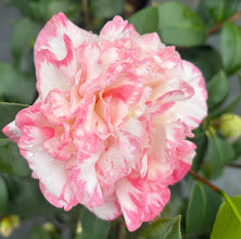 Camellia japonica 'Margaret Davis'