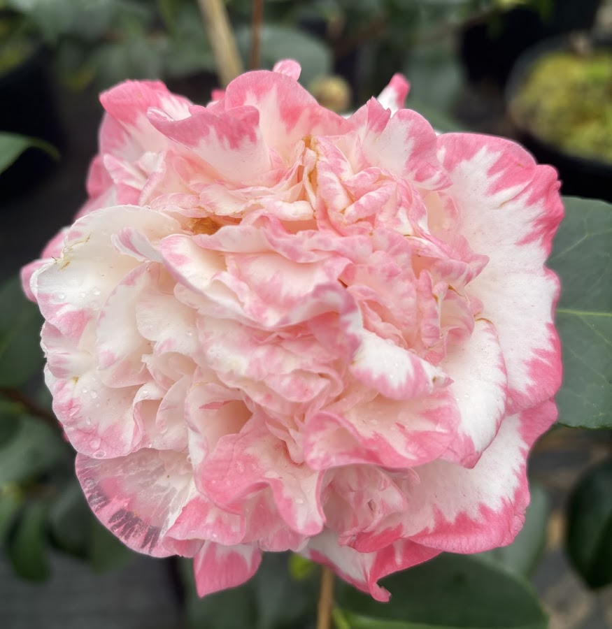 Camellia japonica 'Margaret Davis'