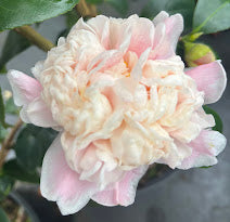 Camellia 'Blush Sargent' – Garden Treasures Nursery
