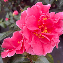 Camellia 'Walker Lewis'
